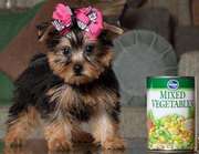 Sweet male and female teacup yorkie for a rehome